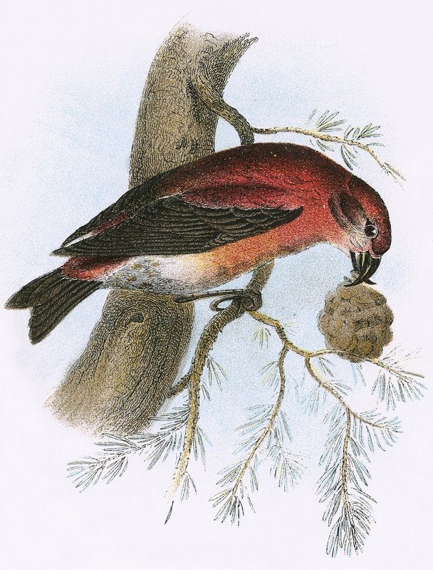 Crossbill od English School