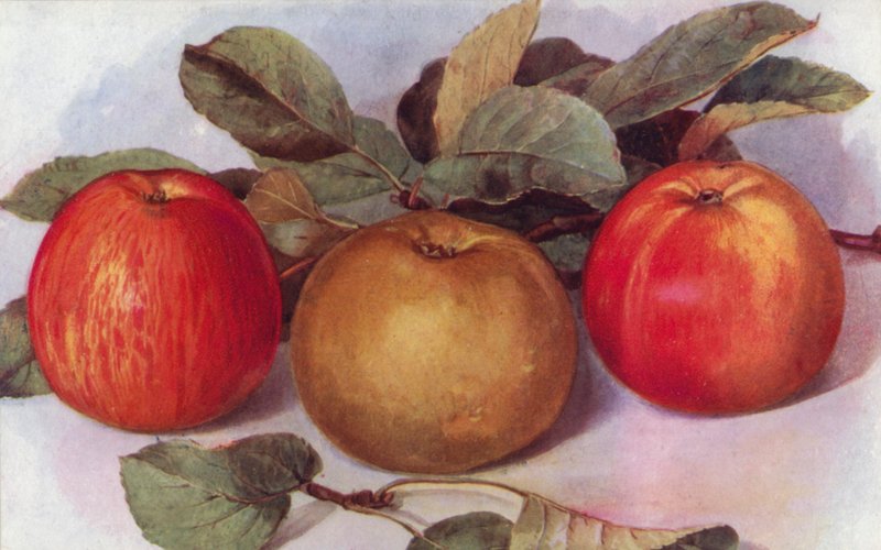 Dezertní jablka (barva litho) od English School
