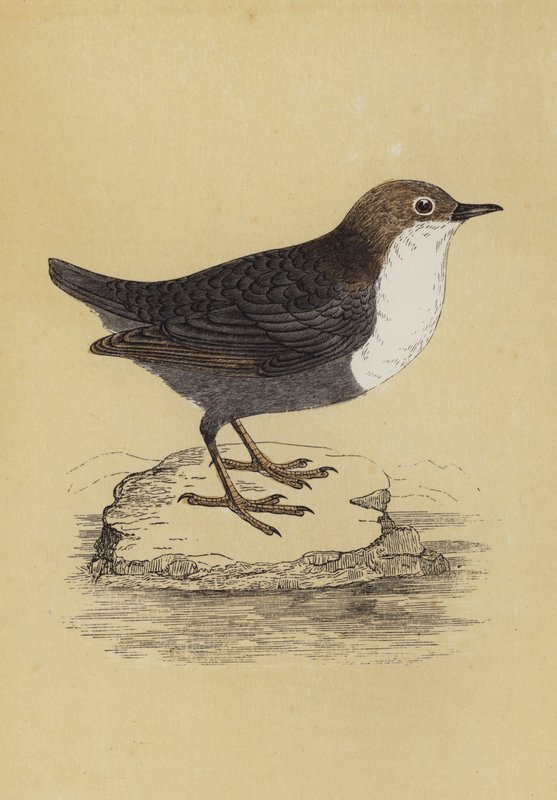 Dipper (barevná litografie) od English School
