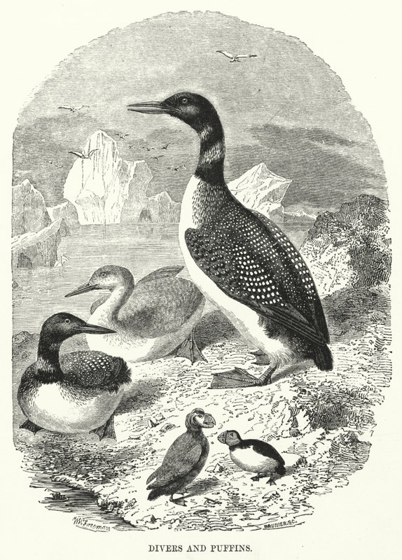 Potápěči a puffini (rytina) od English School