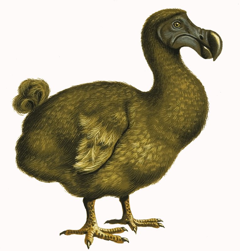 Dodo od English School