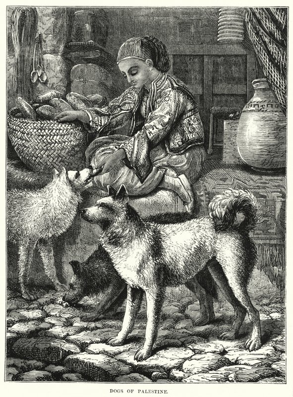Dogs of Palestine (rytina) od English School