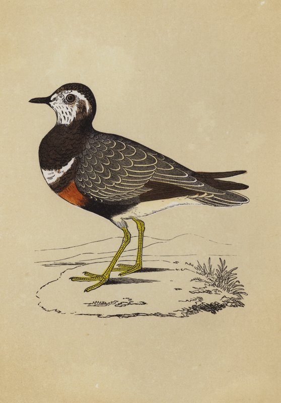 Dotterel (barva lito) od English School