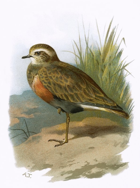 Dotterel od English School