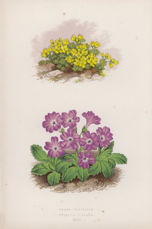 Draba Glacialis; Primula Viscosa (barva litho) od English School