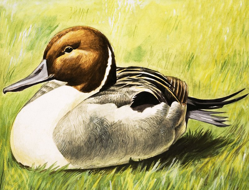 Duck od English School