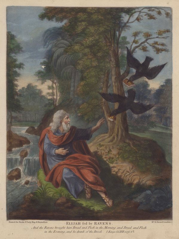 Eliáš krmený havrany (barva litho) od English School