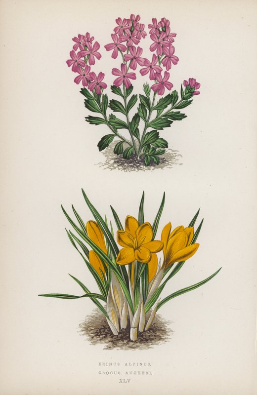 Erinus alpinus; Crocus Aucheri (barevná litografie) od English School