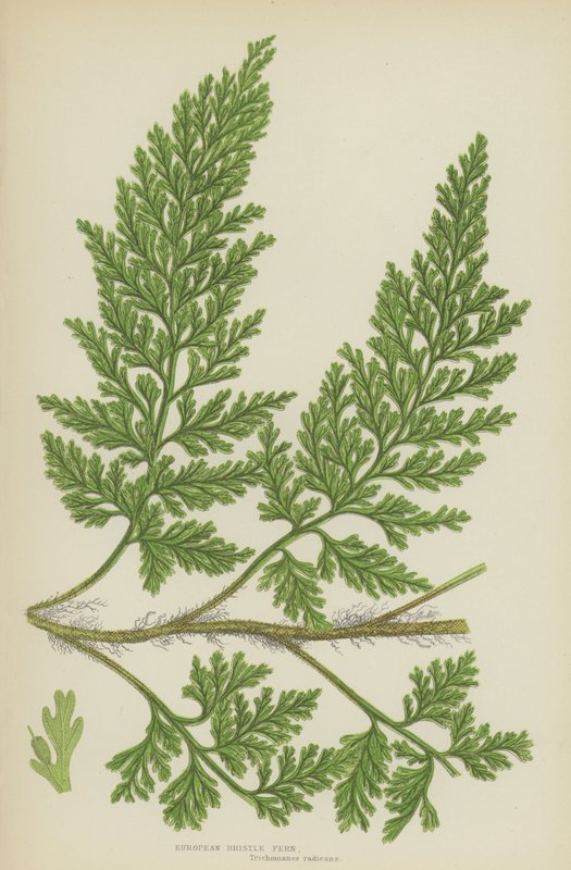 Evropská štětinová kapradina (barevná lito) od English School