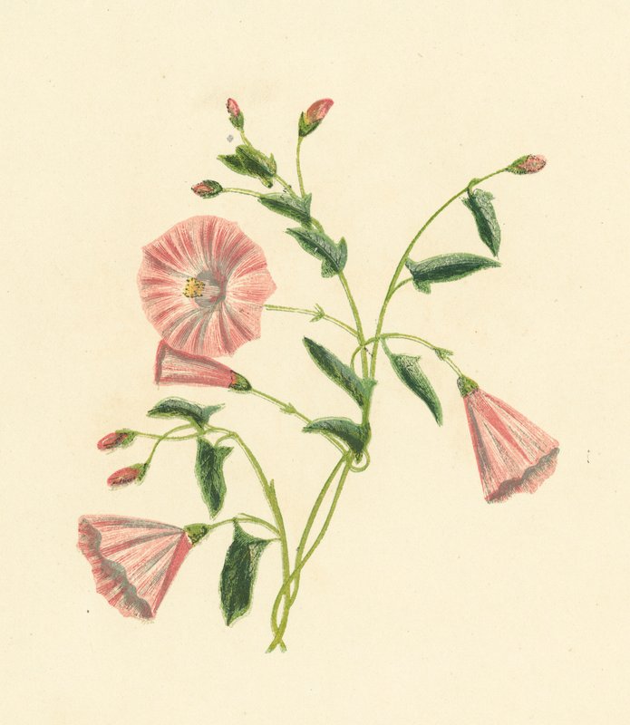 Convolvulus polní, Convolvulus Arvensis (barevná litografie) od English School
