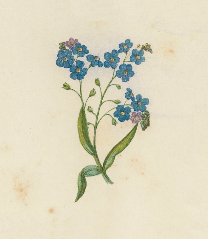 Forget-Me-Not, Myosotis Palustris (barevné lito) od English School