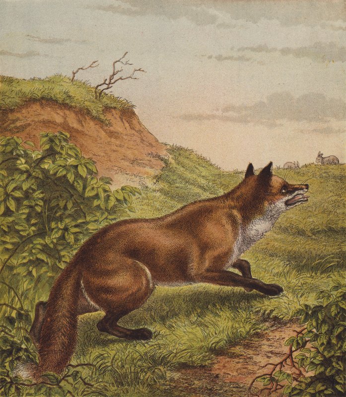Fox (barva lito) od English School