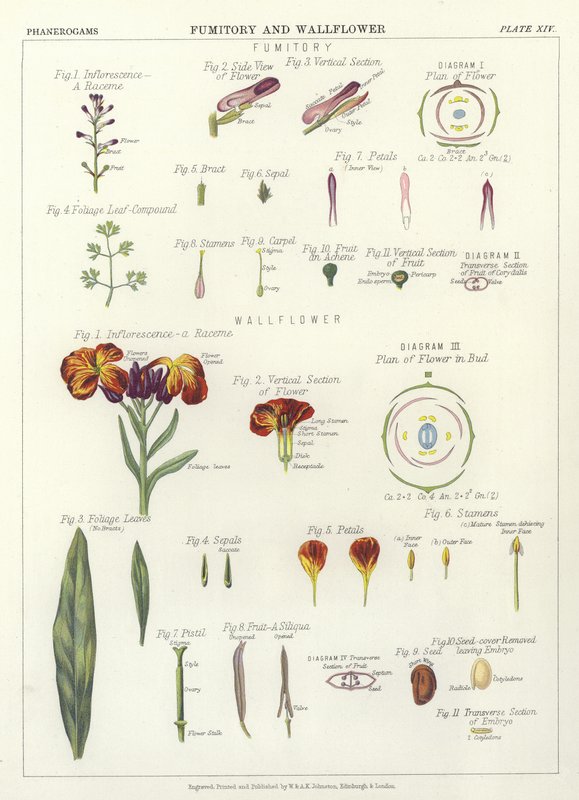 Fumitory a Wallflower od English School