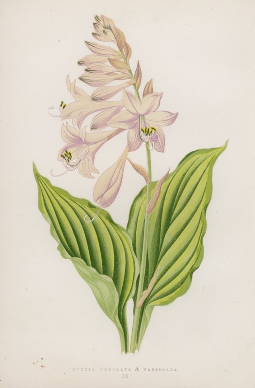 Funkia Undulata; B Variegata (barevná litografie) od English School