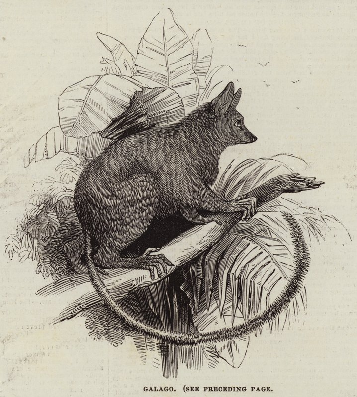 Galago (rytina) od English School