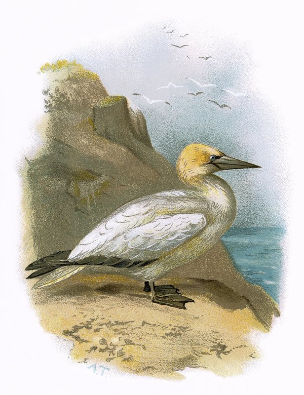 Gannet od English School