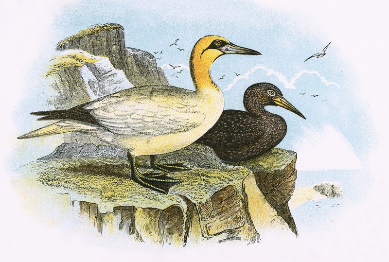 Gannet od English School