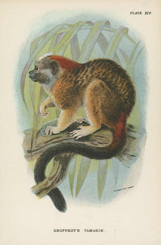 Geoffroys Tamarin od English School