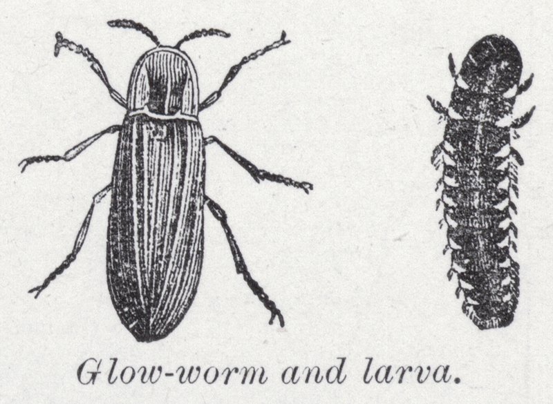 Světelný červ a larva (litho) od English School
