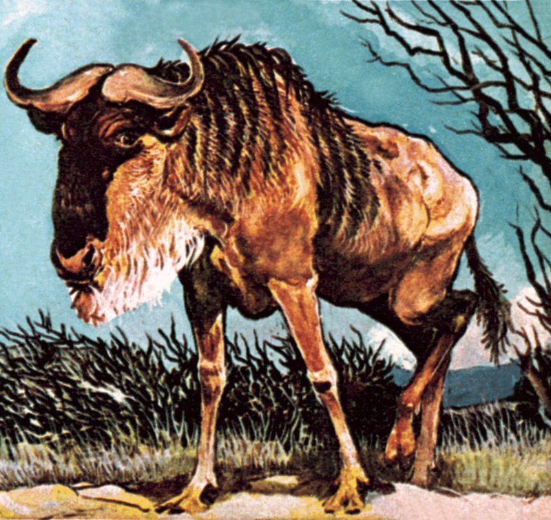 Gnu nebo pakoně od English School