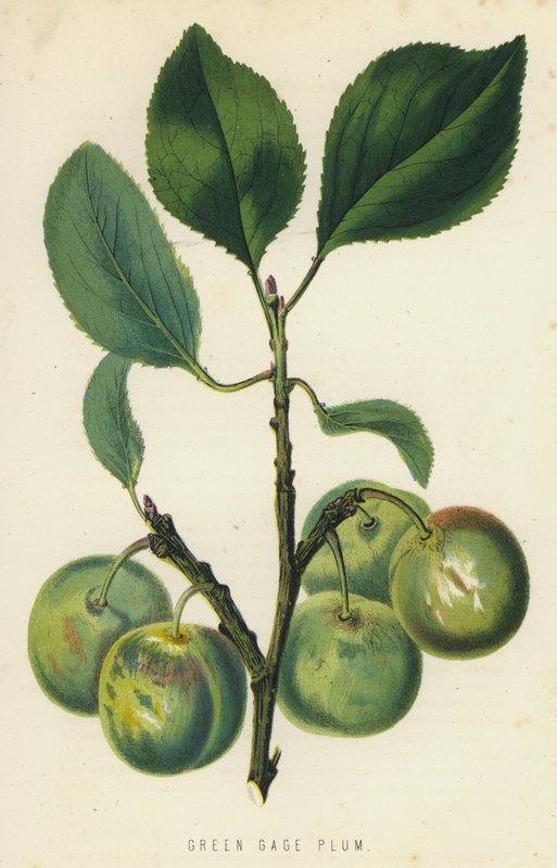 Green Gage Plum od English School