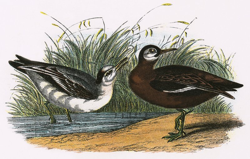 Šedý phalarope od English School