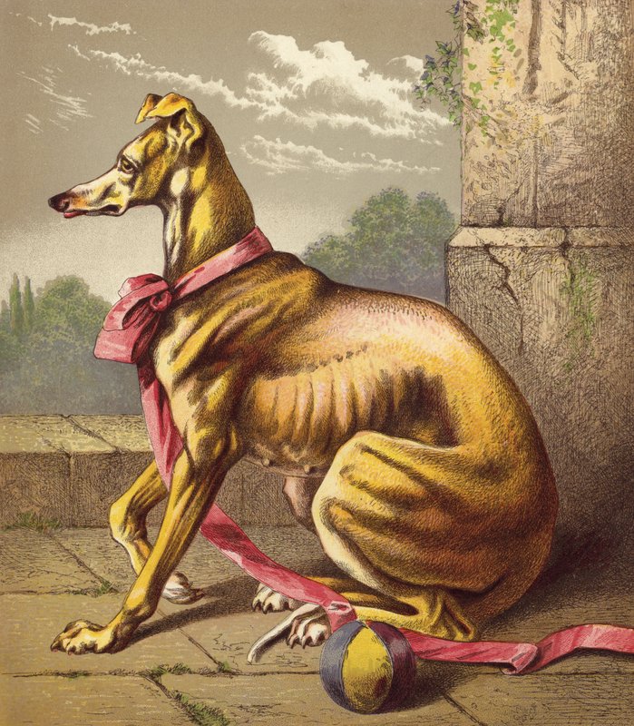 Greyhound (barevná litografie) od English School