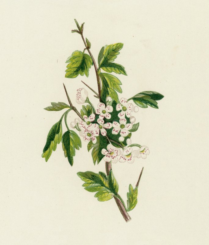 Hloh, Crataegus Oxyacantha od English School