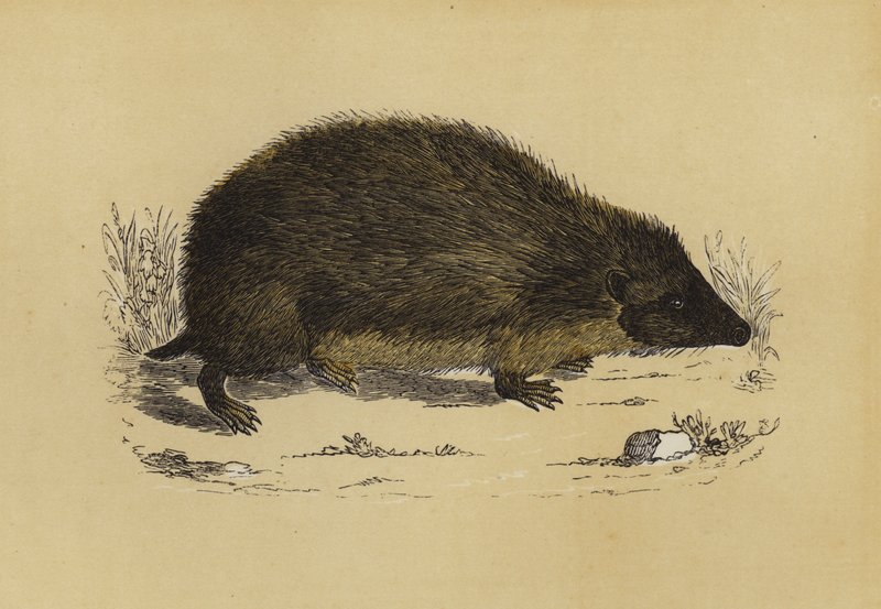 Hedge-Hog (barevné lito) od English School