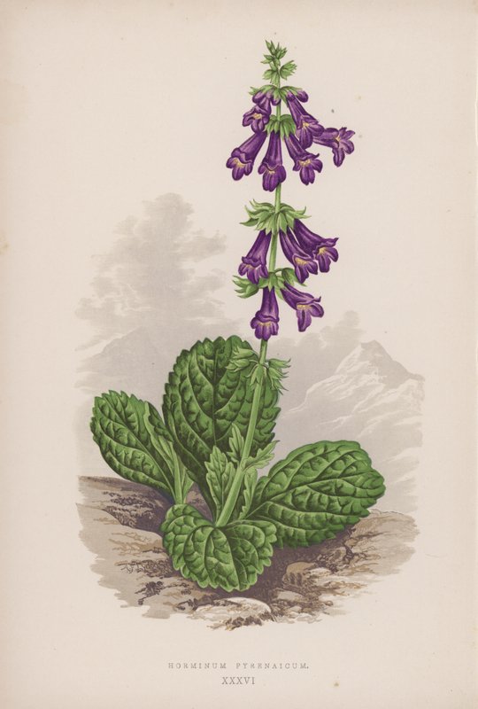 Pyrenaicum Horminum (barva litho) od English School