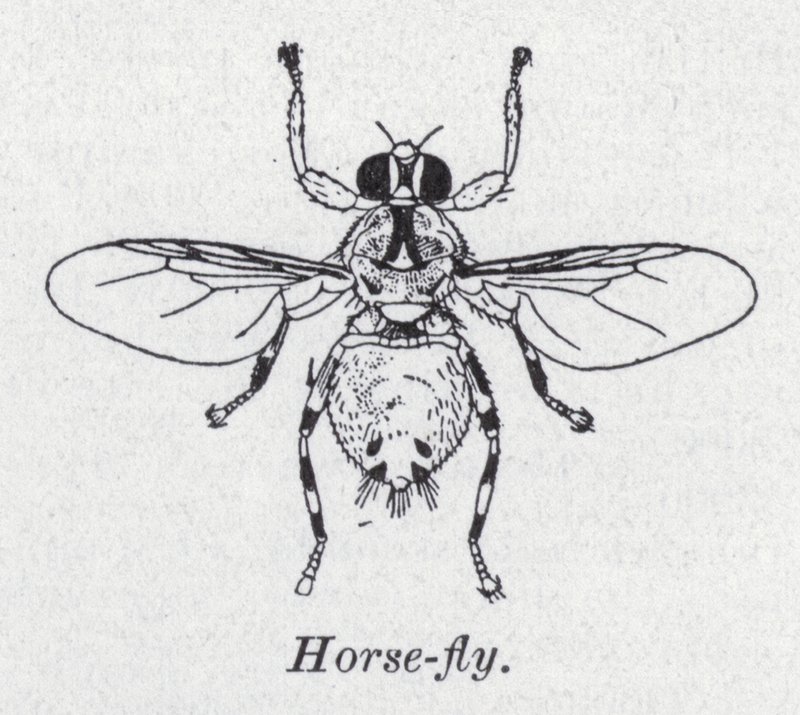 Moucha (litho) od English School