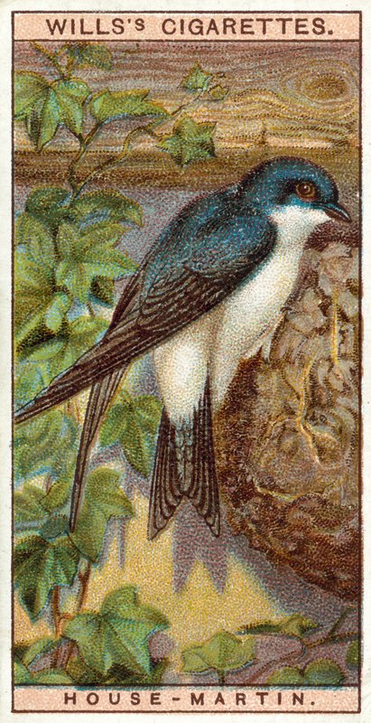 House-Martin od English School