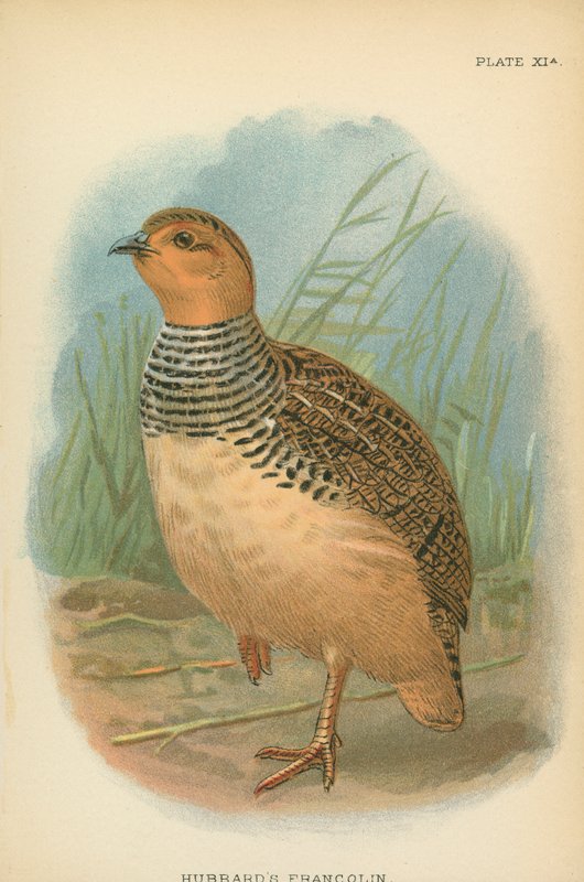 Hubbardův Francolin od English School