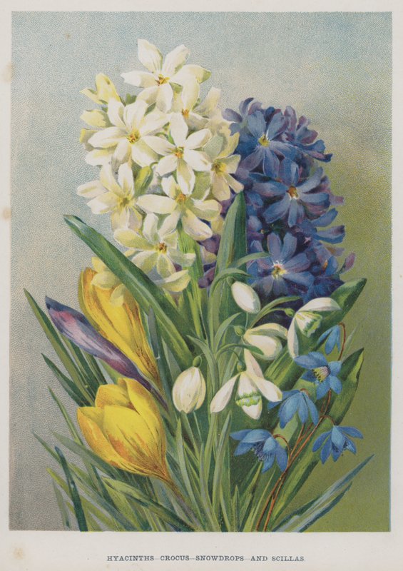 Hyacinty, krokusy, sněženky a scily od English School