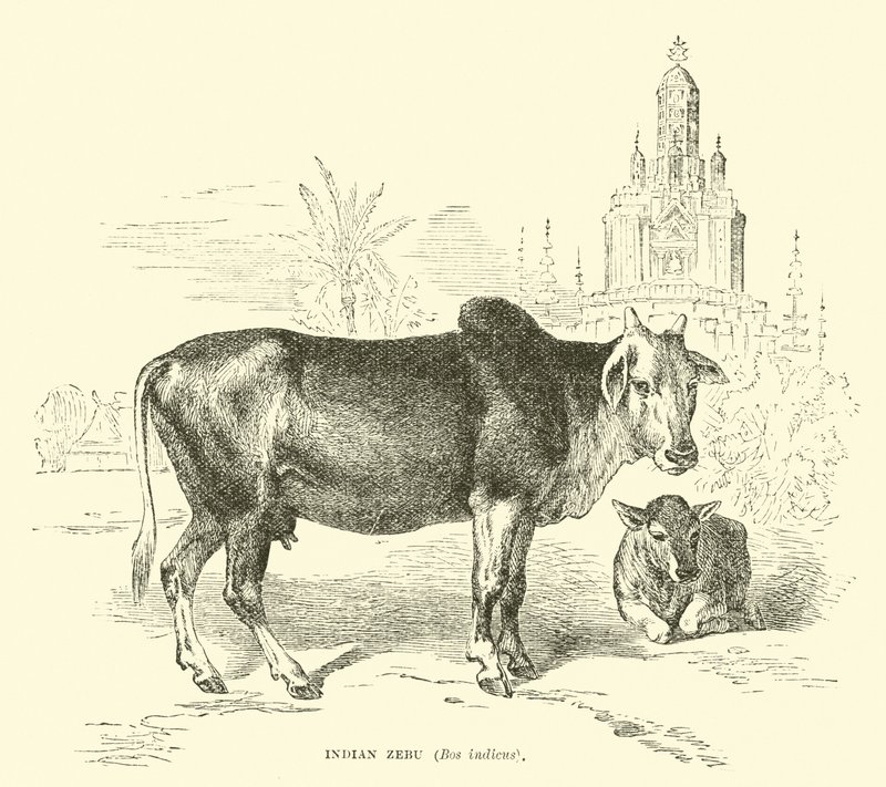 Indiáni zebu, šéf indicus od English School