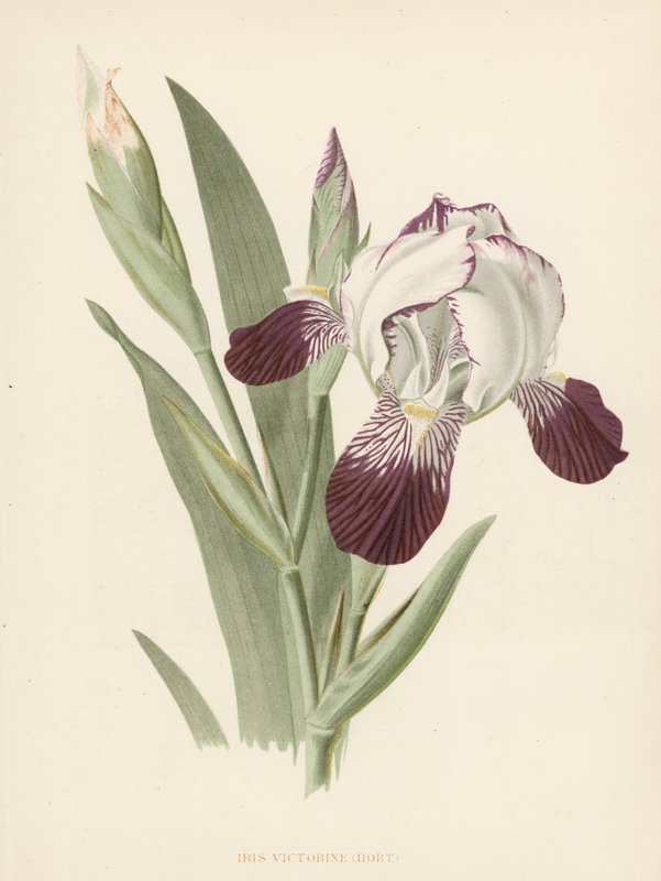 Iris Victorine (barevné lito) od English School