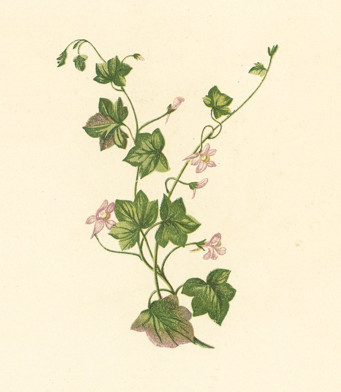 Ropušnice břečťanolistá, Linaria Cymbalaria (barevná litografie) od English School