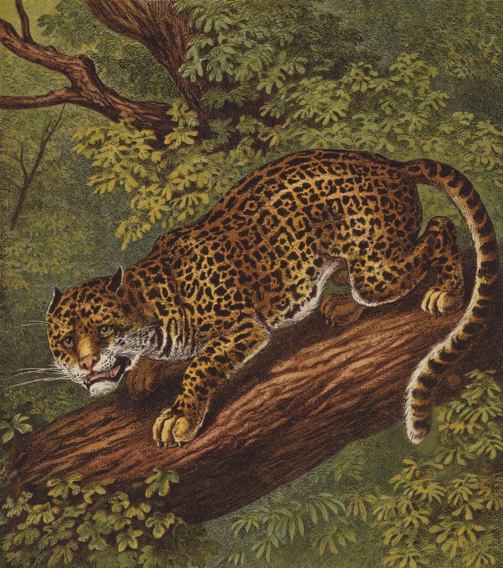 Jaguar (barva lito) od English School