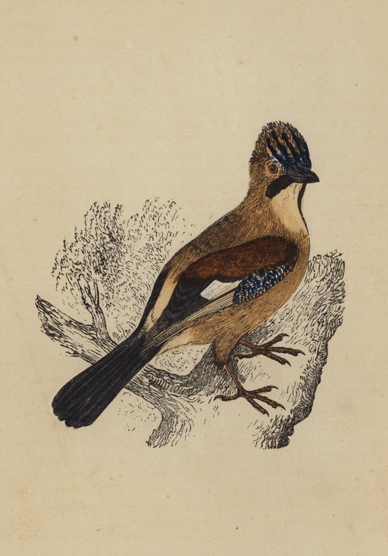 Jay (barevná litografie) od English School