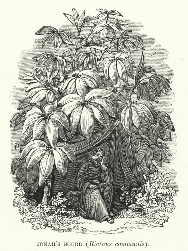 Jonášova tykev, Ricinus communis (rytina) od English School