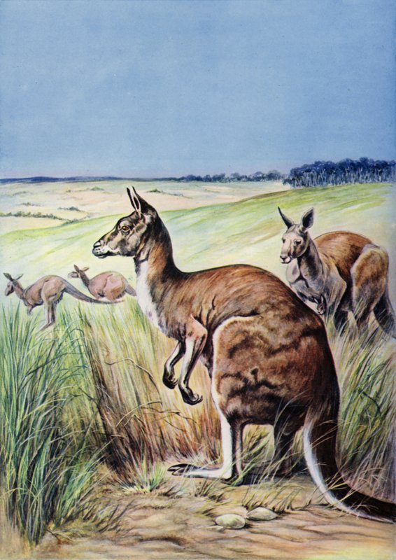 Klokani, Austrálie (barva litho) od English School