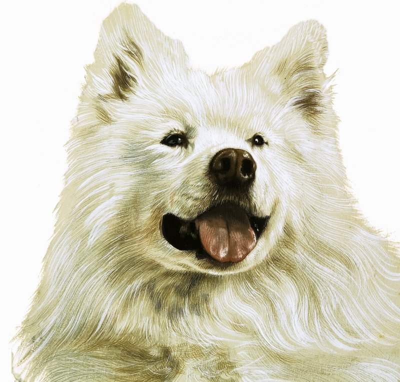 Keeshond od English School