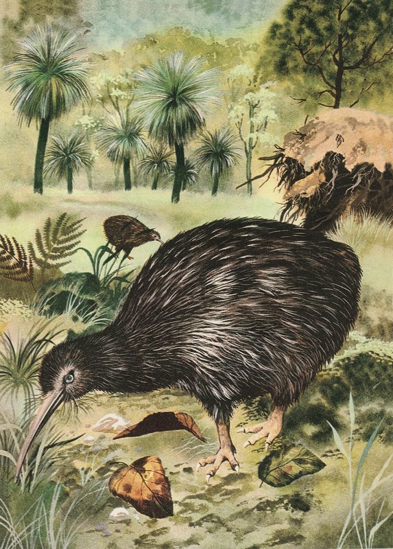 Kiwi pták od English School
