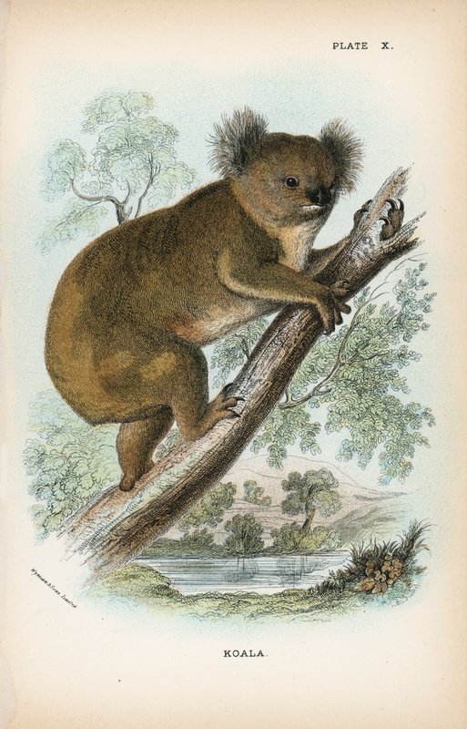 Koala od English School