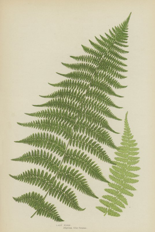 Lady Fern (barva lito) od English School