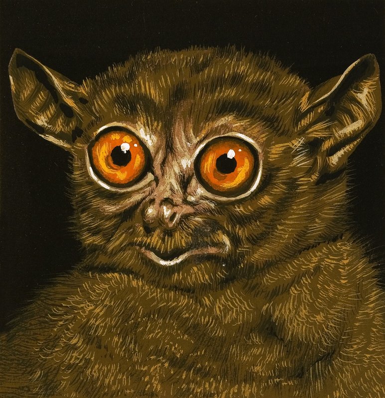 Lemur od English School