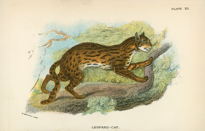 Leopard-Cat od English School