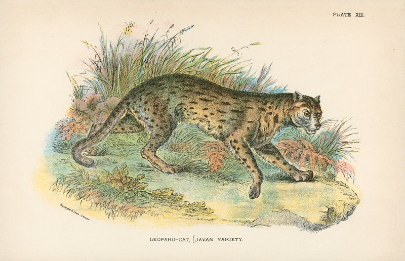 Leopardí kočka, [Javan Variety] od English School