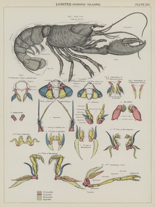 Humr, Homarus Vulgaris (barevná litografie) od English School