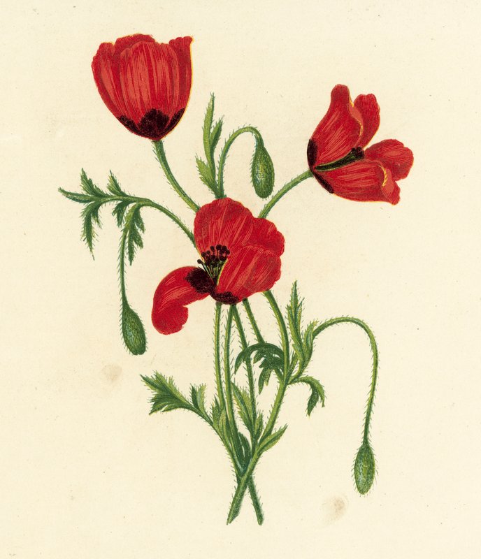 Mák dlouholistý, Papaver Argemone (barevná litografie) od English School